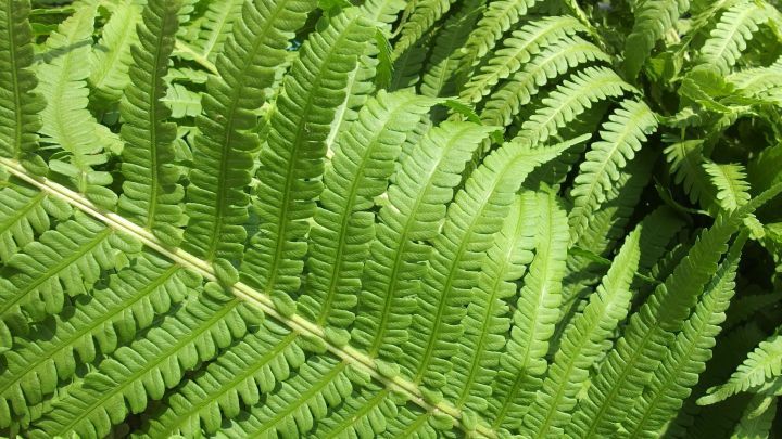 Frische Farne wachsen &uuml;ppig, ihre Bl&auml;tter entfalten sich im Sonnenlicht in einem gr&uuml;nen Garten voller Leben.