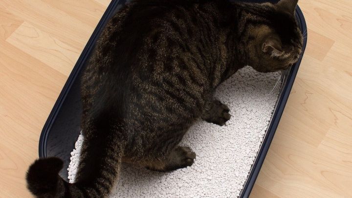 Eine rote Schaufel bewegt sich durch frisches, wei&szlig;es Katzenstreu, bereit zum Reinigen des Katzenklos in einem sauberen Raum.