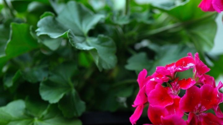 Lebendige Geranien mit leuchtend pinken Bl&uuml;ten wachsen &uuml;ppig in einem gr&uuml;nen Umfeld, das Frische und Farbe ausstrahlt.