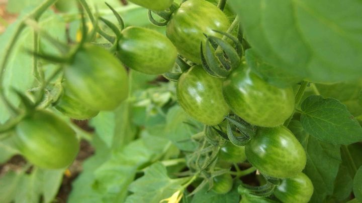 Gr&uuml;ne Tomaten wachsen an einem dichten Pflanzenst&auml;ngel im Garten, umgeben von gr&uuml;nen Bl&auml;ttern und Strukturen.