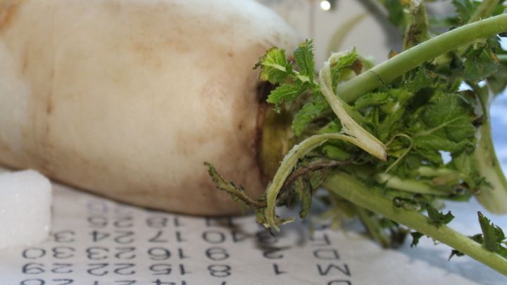 Ein Rettich liegt auf einem Notizblatt und zeigt frische gr&uuml;ne Bl&auml;tter, umgeben von einem einfachen, hellen Hintergrund.