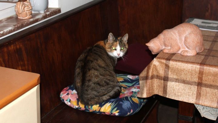 Zwei Katzen sitzen nah beieinander auf einer Bank, eine schaut neugierig, die andere entspannt auf dem Tisch.