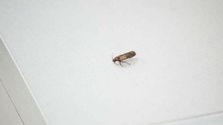 Ein kleiner Lebensmittelmotte sitzt auf einer wei&szlig;en Oberfl&auml;che, w&auml;hrend sie umherkrabbelt, was auf einen Befall hinweist.