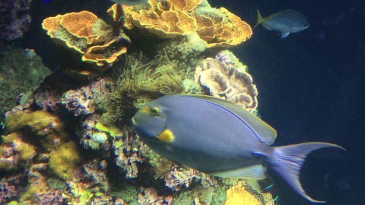 Bunte Fische schwimmen um lebendige Korallen in einem Aquarium, das eine faszinierende Unterwasserwelt zeigt.