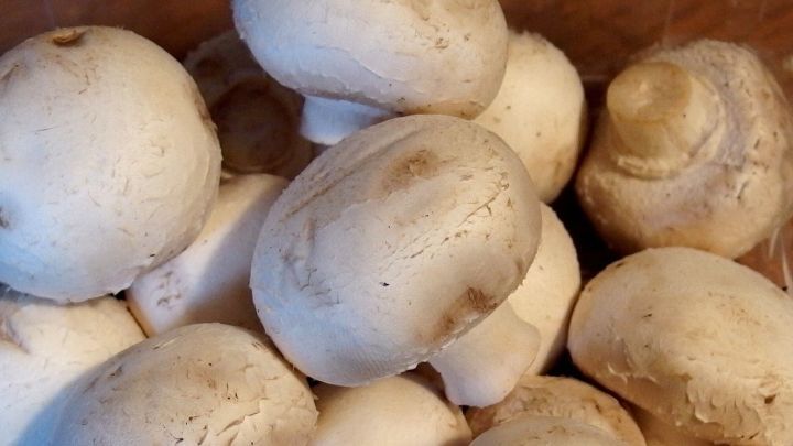 Frische Champignons liegen in einer Sch&uuml;ssel und warten darauf, zum Kochen verwendet zu werden, perfekt f&uuml;r einfache Gerichte.