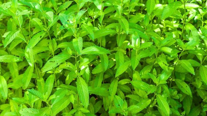 Gr&uuml;ne Pfefferminzbl&auml;tter wachsen &uuml;ppig in einem Garten und bieten eine nat&uuml;rliche Abwehr gegen Zecken und Fl&ouml;he.