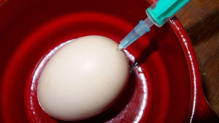 Ein Ei liegt in einer roten Sch&uuml;ssel, w&auml;hrend eine Spritze mit gr&uuml;nem Aufsatz darin eingef&uuml;hrt wird, um das Ei auszublasen.