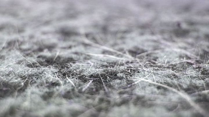 Hundehaare liegen auf einem Teppich, der mit feinen, grauen Fasern bedeckt ist, und warten darauf, entfernt zu werden.