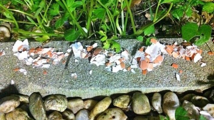 Mit Eierschalen rund um deine Pflanzen h&auml;ltst du Schnecken fern und sch&uuml;tzt dein Gem&uuml;se vor Sch&auml;den.