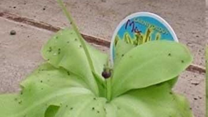 Das Fettkraut hilft zuverl&auml;ssig gegen Fruchtfliegen in der K&uuml;che &ndash; eine nat&uuml;rliche Methode, wie im Artikel beschrieben.