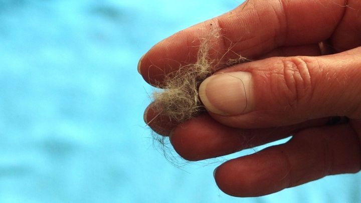 Eine Hand h&auml;lt ein St&uuml;ck Staub oder Fell, das als unerw&uuml;nschter Schmutz abgehoben wurde. Der Hintergrund ist hellblau.