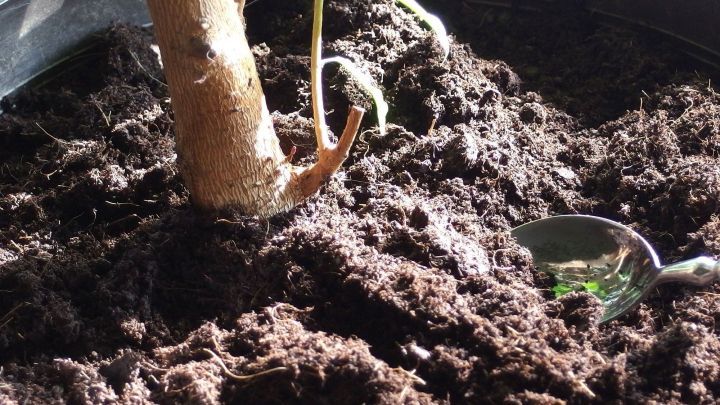 Eine Zimmerpflanze mit einer dicken Wurzel w&auml;chst in dunkler Blumenerde, w&auml;hrend das Sonnenlicht einen Teil beleuchtet.