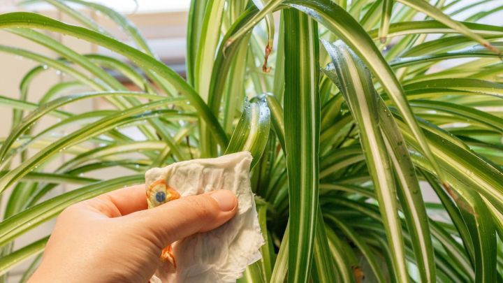 Eine Hand reinigt gl&auml;nzende Pflanzenbl&auml;tter mit einem Lappen, w&auml;hrend eine gr&uuml;ne Pflanze im Hintergrund w&auml;chst.