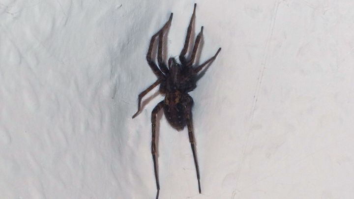 Eine schwarze Spinne krabbelt an einer hellen Wand, w&auml;hrend der Spinnenentferner vorbereitet wird.
