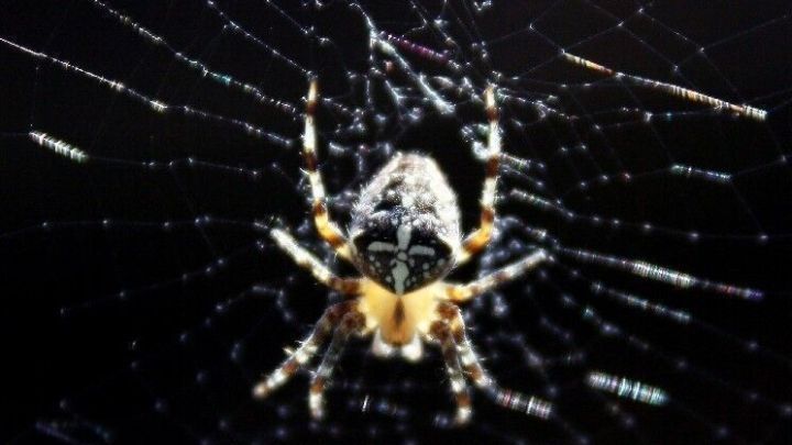 Eine Spinne sitzt im Zentrum eines dichten Netzes und wird m&ouml;glicherweise mit K&auml;ltespray entfernt, um sie zu beseitigen.
