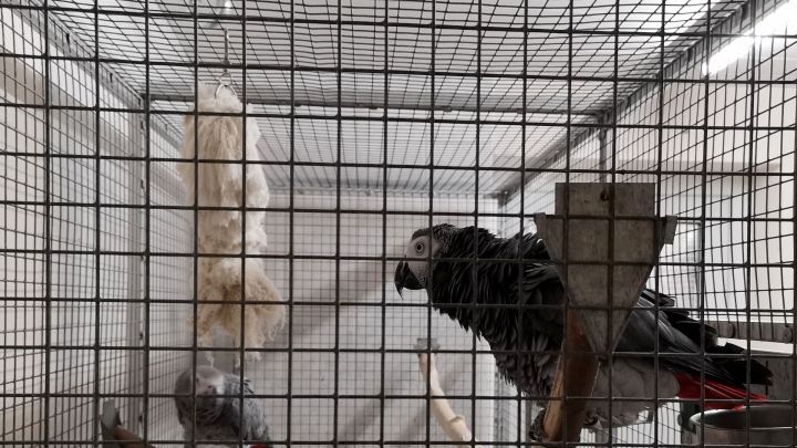 Ein Trinkautomat f&uuml;r V&ouml;gel h&auml;ngt in einem K&auml;fig, w&auml;hrend ein Vogel auf einer Stange sitzt und trinkt.