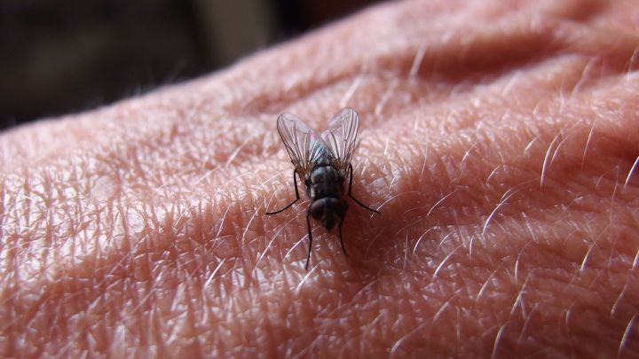 Eine Fliege sitzt auf einer Hand und bewegt sich, w&auml;hrend die Haut des Arms sichtbar und harzig erscheint.