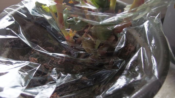 Eine Pflanze in einem Topf ist mit Plastikfolie eingewickelt, um das Gie&szlig;en w&auml;hrend des Urlaubs zu vermeiden.