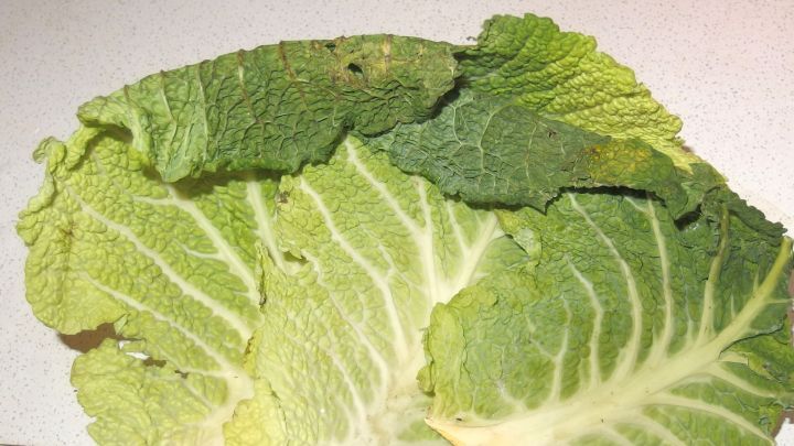 Ein frischer Wirsing liegt auf einer hellen Oberfl&auml;che und zeigt seine knitterigen Bl&auml;tter in verschiedenen Gr&uuml;nt&ouml;nen.