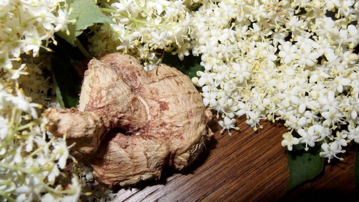 Ein Ingwerst&uuml;ck liegt auf einem Holzbrett, umgeben von frischen Holunderbl&uuml;ten, die f&uuml;r einen Drink verwendet werden.