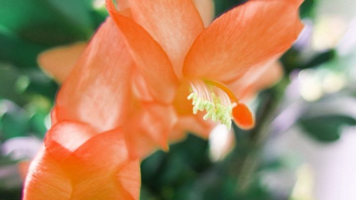Eine orange Bl&uuml;te mit feinen Staubf&auml;den entfaltet sich in einem gr&uuml;nen, unscharfen Hintergrund.