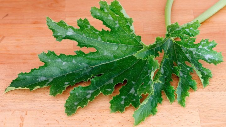 Ein gr&uuml;nes Zucchinigew&auml;chsblatt mit deutlichen Sch&auml;den liegt auf einer Holzoberfl&auml;che, was auf echten Mehltau hinweist.