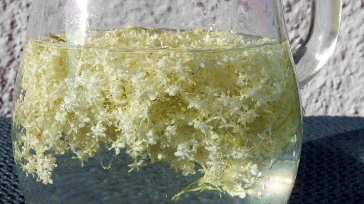 Ein Glas Holunderbl&uuml;tenlimonade mit bl&uuml;henden Holunderbl&uuml;ten schwimmend in klarem Wasser auf einer Tischoberfl&auml;che.