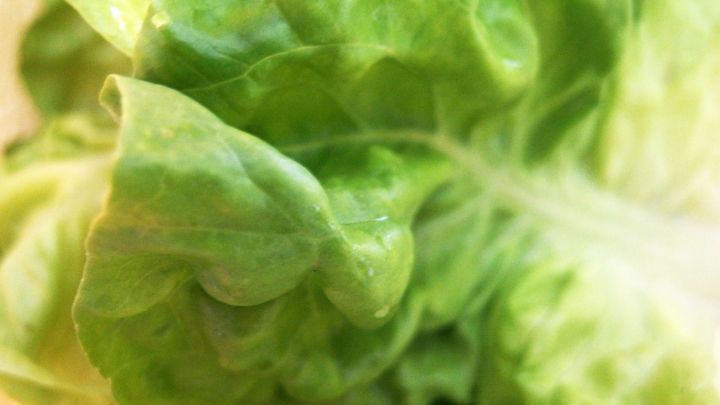 Frischer Kopfsalat liegt bereit, sichtbar feucht und knackig, bereit, in einer gesunden Mahlzeit verwendet zu werden.