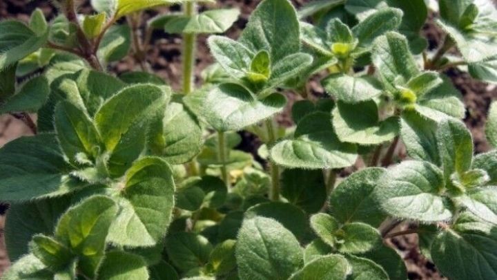 Gr&uuml;ne K&uuml;chenkr&auml;uter wachsen dicht im Boden, ihre Bl&auml;tter leuchten gesund im warmen Sonnenlicht, potenzielle Pflanzensch&auml;dlinge lauern.