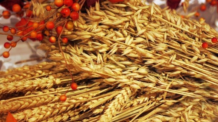 Goldene Dinkel&auml;hren liegen zusammen mit bunten Trockenblumen, die eine nat&uuml;rliche, herbstliche Atmosph&auml;re schaffen.