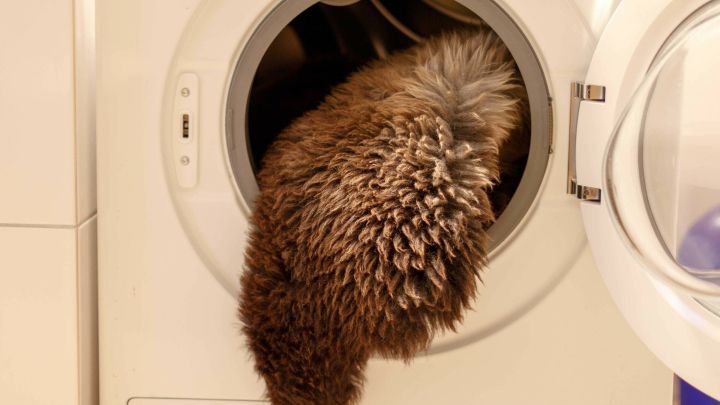 Lammfell oder Schaffell waschen | Frag Mutti