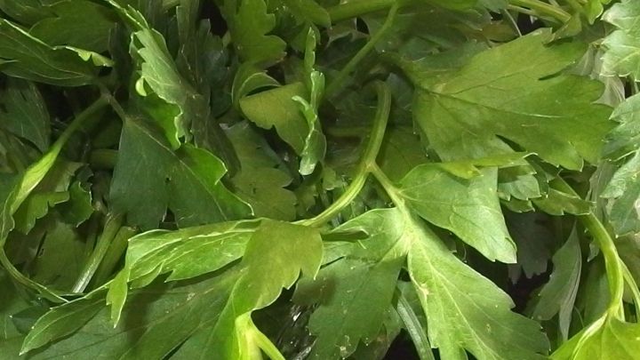 Frische Petersilie liegt dicht beieinander, bereit zur Verwendung gegen Knoblauchgeruch in der K&uuml;che.