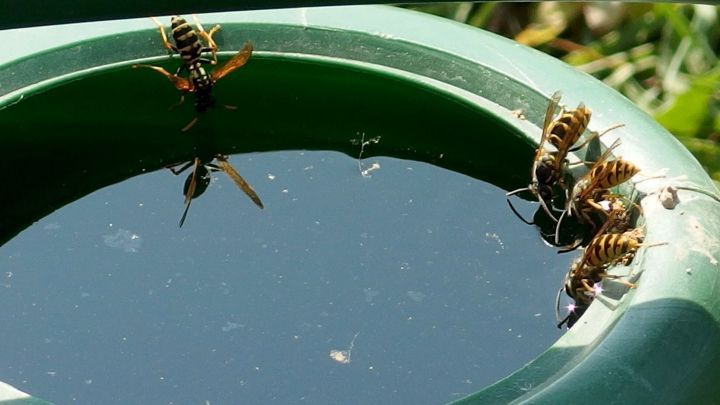 Auf einer gr&uuml;nen Sch&uuml;ssel stehen Wespen an einem Wasserrand, w&auml;hrend sie versuchen, Wasser zu trinken.