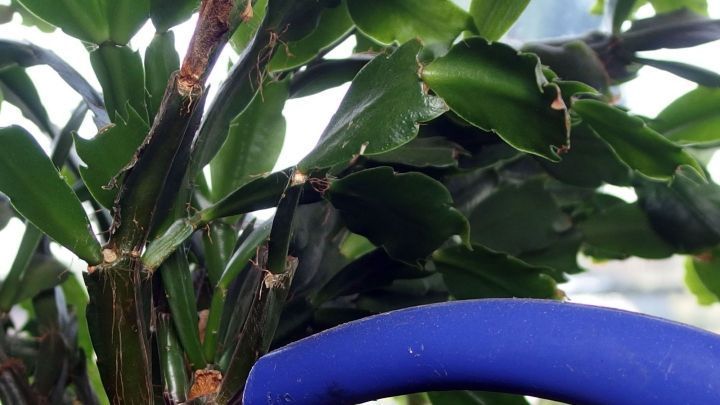 Ein gr&uuml;ner Pflanze wird mit einer blauen Gie&szlig;kanne gegossen, um das Wachstum mit Backpulver zu f&ouml;rdern.