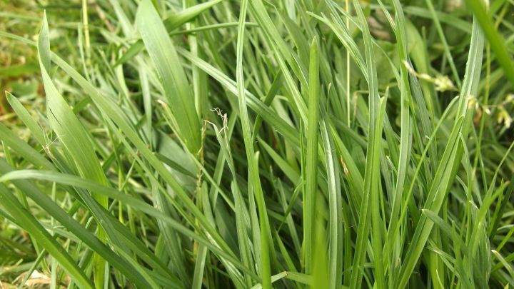 Gr&uuml;ne Grasflecken wachsen dicht zusammen in einer Wiese, umgeben von weiteren Pflanzen und Natur.