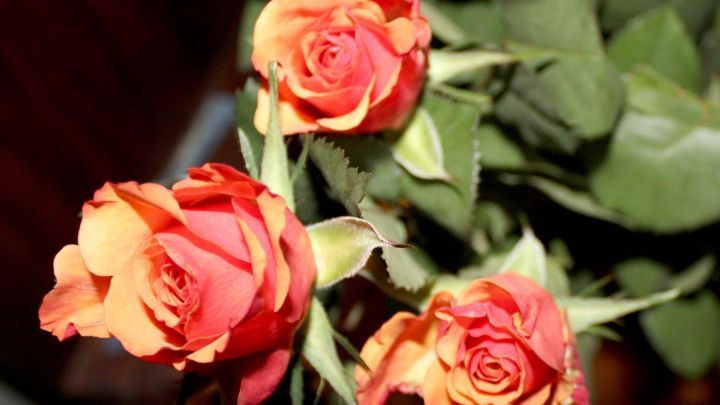 Drei frische Schnittrosen in warmen Farben stehen elegant zusammen, umgeben von gr&uuml;nen Bl&auml;ttern im Hintergrund.