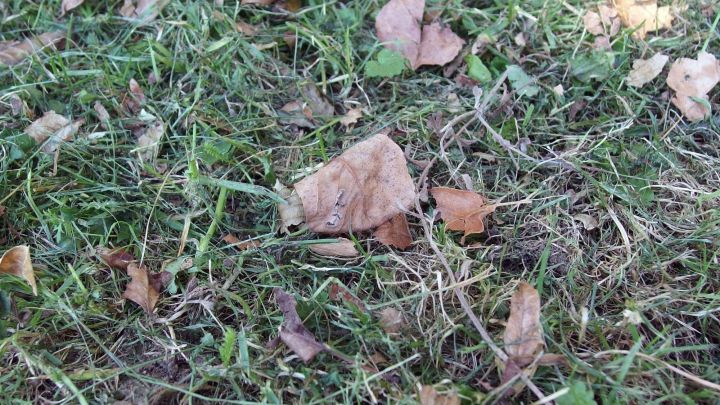 Auf dem Rasen liegen zahlreiche Laubbl&auml;tter, w&auml;hrend das Gras geschnitten wird, was eine gepflegte Gartenlandschaft schafft.