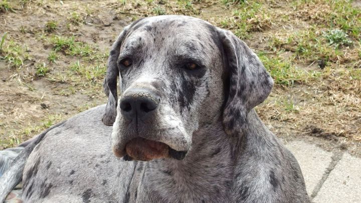 Ein gro&szlig;er Hund mit gestromtem Fell sitzt entspannt im Freien und k&ouml;nnte Haarreste im Auto hinterlassen haben.