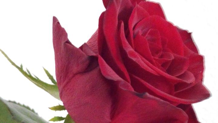 Eine rote Rose steht in einem wei&szlig;en Hintergrund, w&auml;hrend sie frisch aussieht und gut gepflegt wirkt.