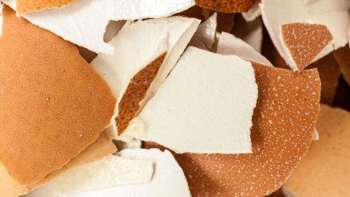 Eierschalen liegen &uuml;bereinander und sind nah aufgenommen, in verschiedenen Braunt&ouml;nen, umgeben von hellem Hintergrund.