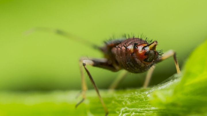 Ein Springschwanz bewegt sich auf einem Blatt in gr&uuml;ner Umgebung, was auf Probleme in der Blumenerde hinweist.