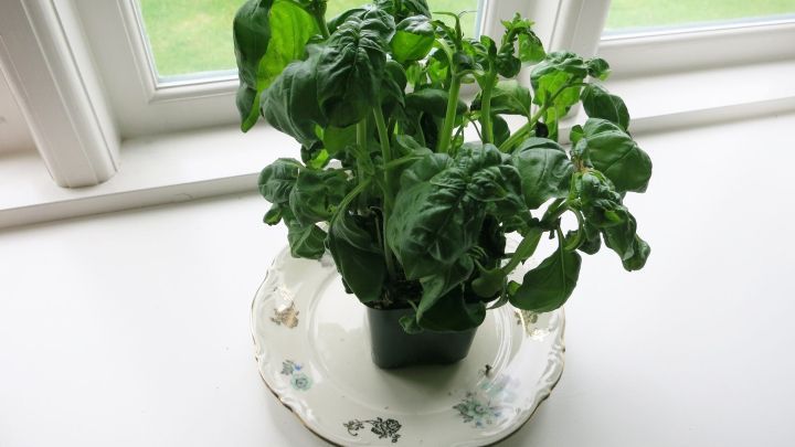 Ein gr&uuml;ner Kr&auml;utertopf steht auf einer Untertasse vor einem Fenster, umgeben von Tageslicht und frischer Luft.