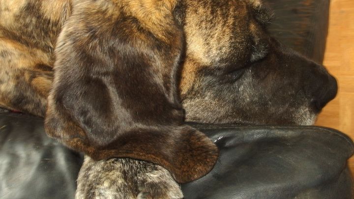 Ein Hund mit gestromtem Fell liegt entspannt auf einem schwarzen Ledersofa, sein Kopf ruht auf dem Arm des Sofas.