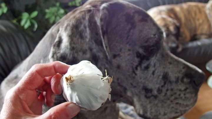 Eine Hand h&auml;lt eine Knoblauchzehe neben dem Kopf eines Hundes, um Flohbefall bei Hunden zu zeigen.