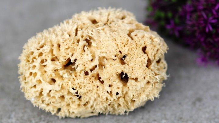 Ein Naturschwamm liegt auf einer glatten Oberfl&auml;che und wird von einem lila Blumenarrangement umgeben.