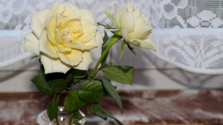 Zwei frische, gelbe Rosen stehen in einer Glasvase auf einem Tisch, umgeben von einer hellen, durchsichtigen Gardine.