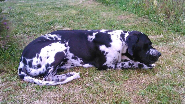 Ein gro&szlig;er Hund liegt gem&uuml;tlich auf gr&uuml;nem Gras und ruht sich aus, umgeben von einem ruhigen Garten.