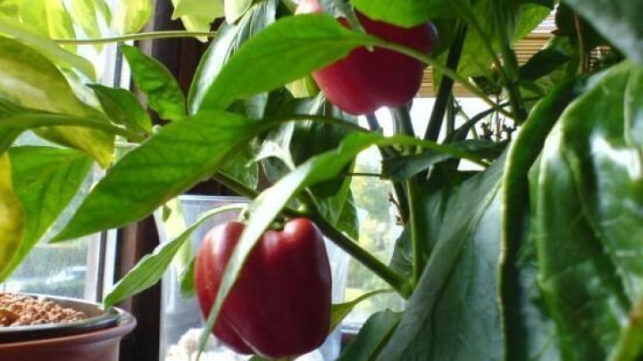 Rote Paprikas h&auml;ngen an einer Pflanze im Topf, umgeben von gr&uuml;nen Bl&auml;ttern, im Sonnenlicht vor einem Fenster.