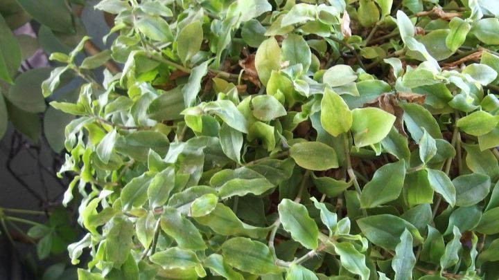 Ein gr&uuml;ner Blumentopf mit lebhaften Pflanzen, die mit Essigfliegen befallen sind, w&auml;chst in einem hellen Raum.