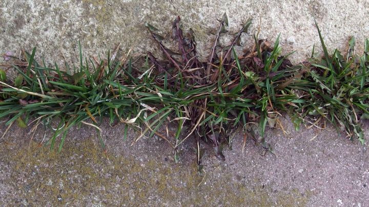 Unkraut w&auml;chst zwischen Plattenfugen, was die Pflasterfl&auml;che sch&auml;digt und das Erscheinungsbild beeintr&auml;chtigt.